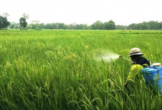 Bio Insektisida Ampuh Kendalikan Walang Sangit