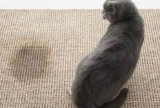 Rumah Tetap Wangi! Inilah 4 Cara Ampuh Menghilangkan Bau Kencing Kucing dari Karpet hingga Pakaian, Coba Yuk!