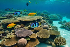 Wakatobi Surga Bawah Laut Dunia yang Memukau dari Jantung Biru Indonesia