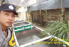 Lahan Sempit Jadi Kolam Lele, Hasilkan Pangan Keluarga