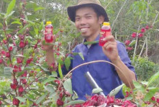 Dari Hobi Berkebun Jadi Cuan, Syarif Hidayatullah Sukses Produksi Minuman Sehat Rosella Drink