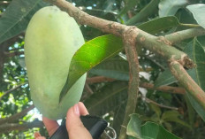 Nikmati Buah dari Pekarangan, Warga Kayuagung Panen Mangga Sendiri