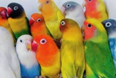 Mengenal Lebih Dekat Karakteristik dan Sifat Lovebird: Keindahan, Kecerdasan, dan Kicauan Merdunya