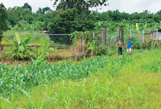 Gulma Tumbuh Subur, Butuh Penyiangan Ekstra