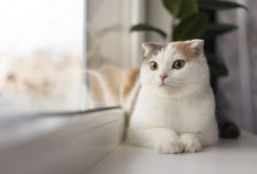 Gak Nyangka! Memelihara Kucing Punya Manfaat Kesehatan, Simak Yuk Apa Saja!
