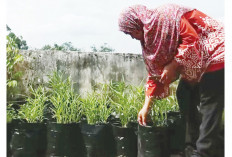 Gunakan Polybag, Kangkung Tumbuh Lebih Banyak