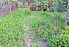 Tumbuh Hijau, Kacang Tanah Penyegar Mata