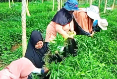 Kangkung Cabut Panen 30 Hari, Modal Murah Untung Menjanjikan