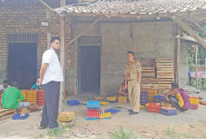 Dinas Pertanian Sweeping Kandang Ayam, Antisipasi Pancaroba hingga Flu Burung