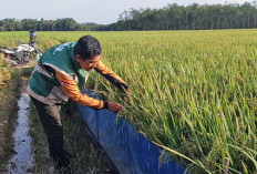Hama Mulai Menyerang, Lakukan Gerdal