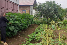 Tanam Sayur Langka di Halaman Rumah