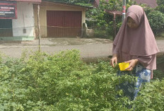 Cabai Mahal Tak Bikin Pusing