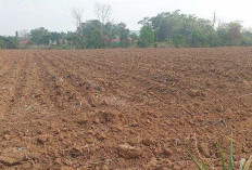 Olah Lahan Tidur, Siap Tanam Jagung