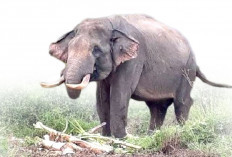 Gajah Masuk Kampung Akibat Hutan Berubah Fungsi Jadi HTI, Rusak Rumah dan Makan Padi Warga