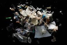 Ngeri! Pencemaran Mikroplastik Ditemukan di Otak dan Plasenta Manusia, Ini Penjelasan Ilmiahnya