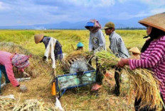 Dorong Sumsel Peringkat 1 Swasembada Pangan, Mentan: Gubernur Sumsel adalah Petarung
