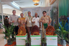 Asian Agri Perkenalkan Topaz 1 di Pekan Benih Sawit Indonesia 2026, Diklaim Tangguh di Lahan KeringAsian Agri 