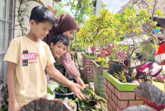 Lahan Sempit, Manfaatkan Pot dan Dinding 