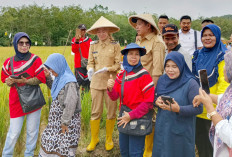 HET Pupuk Subsidi Turun, Pengecer Nakal? Laporkan