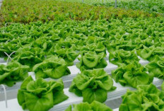 Revolusi Hijau di Langit Kota, Agritech Ubah Gedung Pencakar Menjadi Lumbung Pangan Vertikal