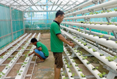 Lapas Muara Enim Tanam Melon Belanda dan Sayur Hidroponik