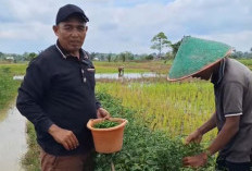 PANEN CABAI  Hasilnya Segera Dijual