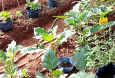 Penuhi Kebutuhan Sayur di Rumah