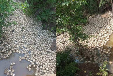 Duh! Ribuan Bangkai Ayam Mengapung di Sungai Kepayang, Warga Terganggu Bau Busuk Menyengat
