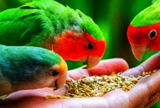 Rahasia Dibalik Kicauan Ceria Lovebird: Ternyata Ini Jenis Makanan dan Cara Memberi Makannya!