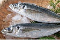 Yang Hobby Makan Ikan Wajib Tahu Nih, 6 Manfaat Ikan Kembung untuk Kesehatan, Nutrisinya Nggak Main-main