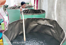 Manfaatkan Sayur Mayur Untuk Pakan Ikan