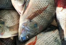 Rahasia Membedakan Ikan Nila dan Ikan Mujair yang Seringkali Terabaikan, Apa Itu?