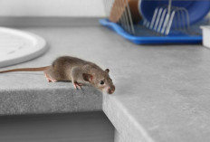 7 Tips Efektif untuk Mengusir Tikus di Rumah