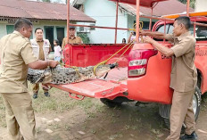 Sempat Meresahkan Warga, Akhirnya Buaya Muara Ditangkap