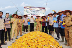 Panen 8 Ton Jagung di Lahan 3 Hektare, Dukung Program Ketahanan Pangan di Kayuagung