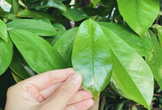 Daun Sirsak Mampu Atasi Jerawat hingga  Cegah Sel Kanker