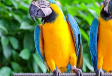 Pesona Eksotis Burung Kakatua: Mengungkap Karakteristik yang Membuatnya Unik, Dari Warna Hingga Kepintaran