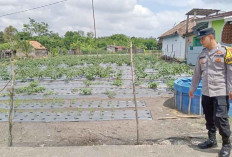 Gunakan Sistem Bedengan,  Tanam Cabai di Pekarangan