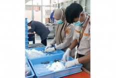 95.400 Benih Sawit Sehat, Siap Diekspor ke Peru