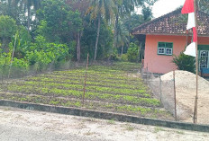 Kisah Saripudin, Warga OKU Timur Raup Penghasilan dari Kebun Bayam Pekarangan