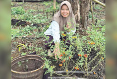 Bebas Pestisida, Segar Dikonsumsi, Tanaman Hasil Tanam Sendiri