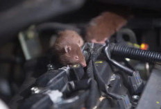 Cara Melindungi Ruang Mesin Mobil dari Serangan Tikus