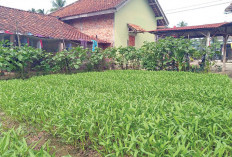 Tak Perlu Bawa ke Pasar, Pengepul Datang Sendiri, Hasilkan Ratusan Ikat Kangkung Tiap Panen