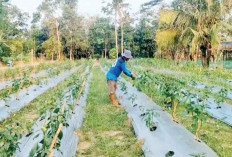 Bikin Keluarga Lebih Mandiri, Lahan Samping Rumah Jadi Kebun Cabai