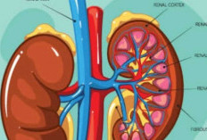 7 Langkah Efektif untuk Mempertahankan Kesehatan Ginjal Sehari-hari agar Tetap Sehat dan Berfungsi Optimal