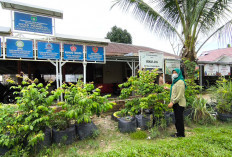 Desa Pangkul Prabumulih Manfaatkan Halaman Kantor untuk Ketahanan Pangan