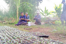 Petani Palem Raya Indralaya Raup Untung dari Budidaya Mentimun, Harga Tembus Rp8.000/Kg