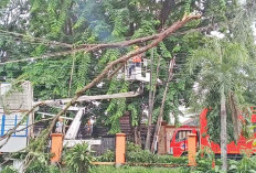 Ribuan Pelanggan di Muara Enim Gelap Gulita Akibat Dahan Patah Timpa Kabel Listrik 