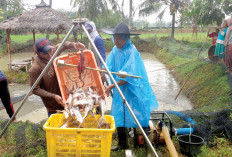 Produksi Ikan Meningkat, Tembus 60.860 ton