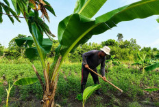  Dulu Semak Belukar Kini Jadi Kebun Tomat, Manfaatkan Lahan Kosong Pinggiran Kompleks